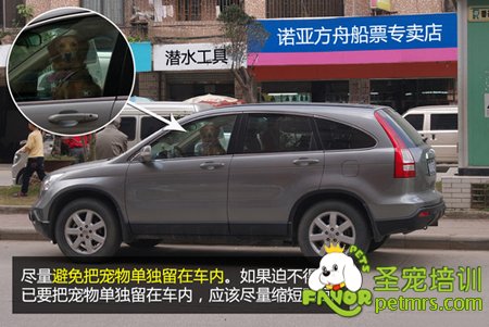 車內(nèi)狗狗