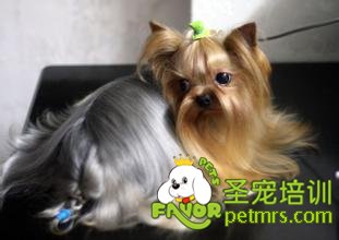 犬螨病介紹及預(yù)防
