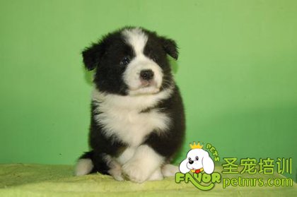 犬傳染性肝炎介紹、癥狀及防治