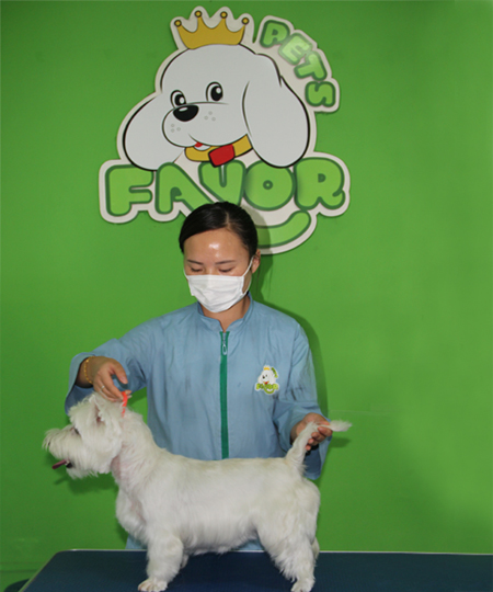 圣寵寵物學(xué)員作品