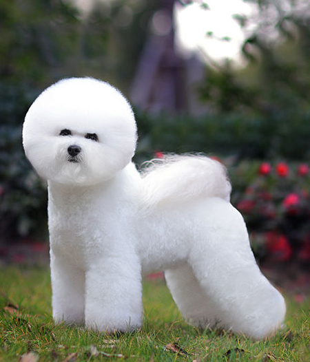 比熊犬美容賽級裝（二）
