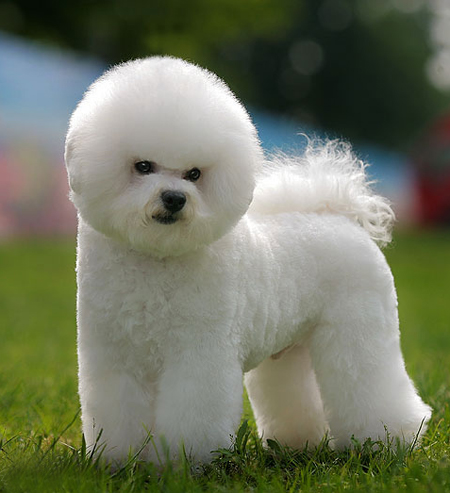 比熊犬美容賽級(jí)裝（十一）