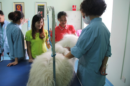 薩摩耶犬美容講解