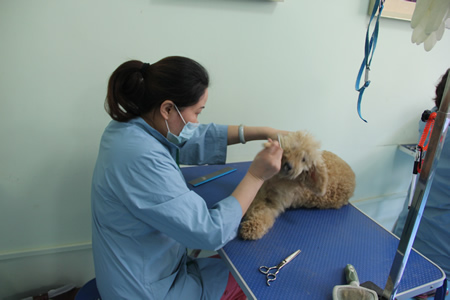 圣寵寵物學(xué)員泰迪犬實(shí)操課
