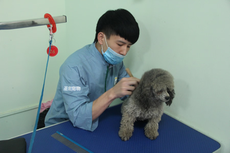 林承澤貴賓犬梳毛實(shí)操課