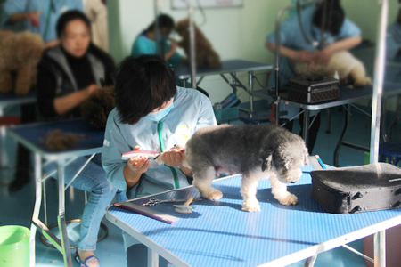 圣寵寵物學(xué)員貴賓犬實(shí)操課堂