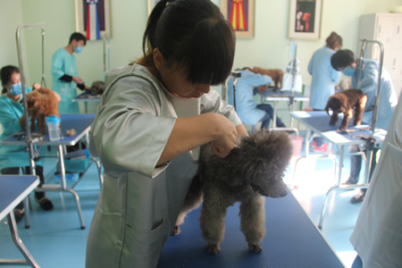 徐仙鋒貴賓犬練習課堂