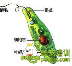 犬眼蟲(chóng)病