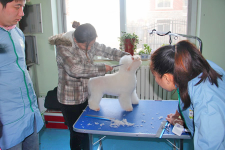 金老師給學員講解比熊犬美容手法