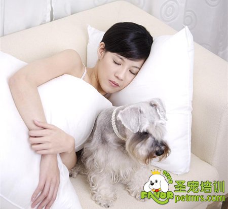 狗狗睡覺(jué)