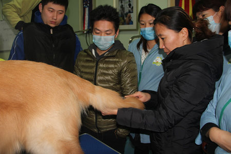 金老師給學(xué)員們講解金毛犬美容方法及要點(diǎn)