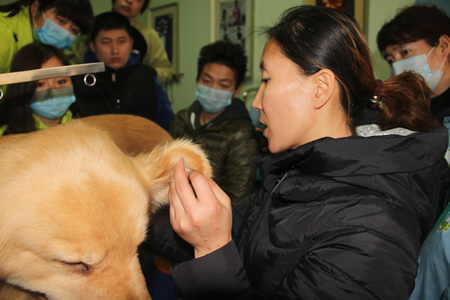 金老師給學(xué)員們講解金毛犬耳部的要點(diǎn)