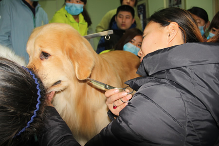 金老師給學(xué)員們講解金毛犬耳部的要點(diǎn)