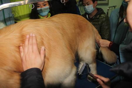 金老師給學(xué)員講解給金毛犬刮毛的要點(diǎn)