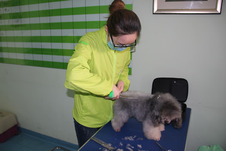 圣寵學(xué)員貴賓犬練習(xí)課程