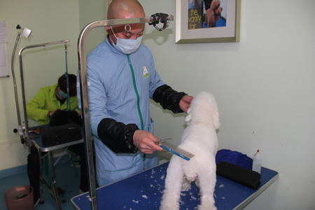 李柏峰貴賓犬實(shí)操課
