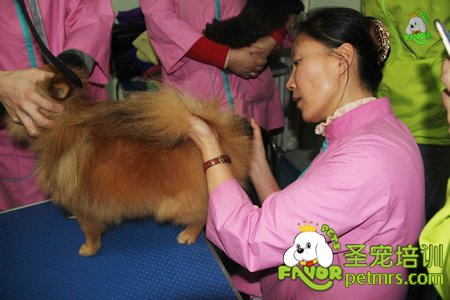 金老師給學(xué)員們講解博美犬美容方法