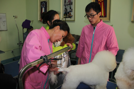 金老師給學(xué)員們講解比熊犬美容方法
