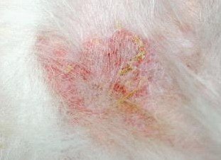 圖3：京巴犬軀干上的結(jié)痂和紅斑