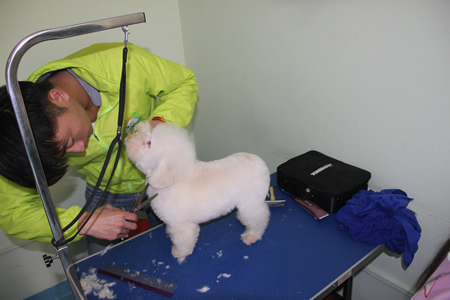張春野貴賓犬修剪練習(xí)課程