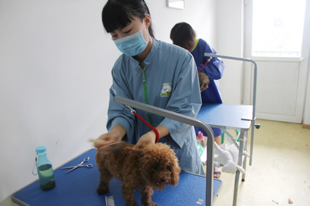圣寵寵物美容學(xué)校25期:犬只洗澡實操課程