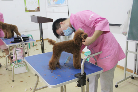 圣寵寵物美容學校23期學員畢業(yè)考核