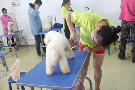 圣寵寵物美容學(xué)校25期：比熊犬實(shí)操練習(xí)