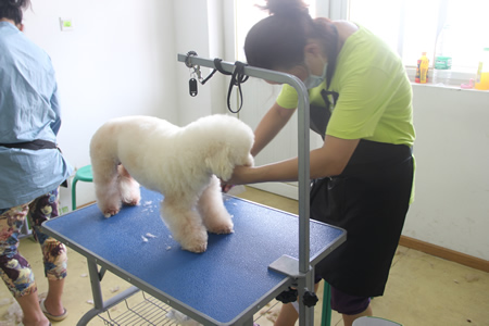 圣寵寵物美容學(xué)校25期：比熊犬實(shí)操練習(xí)