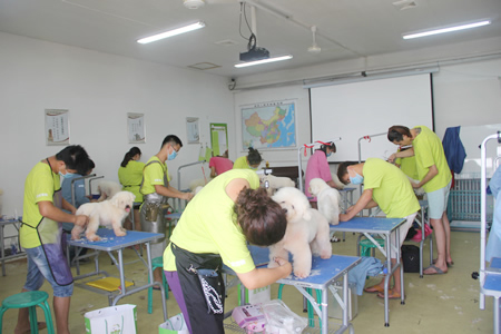 圣寵寵物美容學(xué)校25期：比熊犬實(shí)操練習(xí)