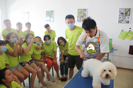 圣寵寵物美容學(xué)校26期:比熊犬美容示范講解