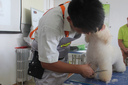 圣寵寵物美容學(xué)校26期:比熊犬美容示范講解