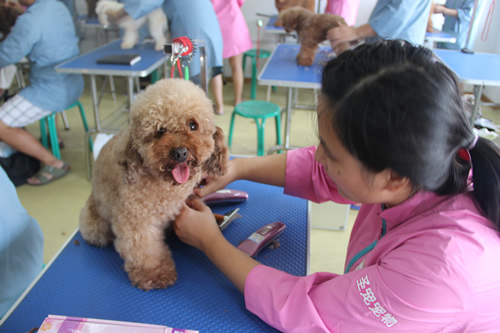 圣寵26期班貴賓犬泰迪裝實(shí)操練習(xí)