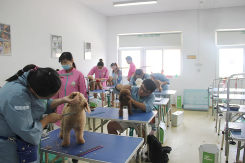 圣寵26期班貴賓犬泰迪裝實(shí)操練習(xí)
