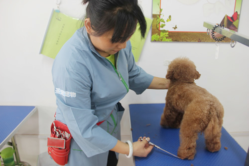圣寵26期班貴賓犬泰迪裝實(shí)操練習(xí)