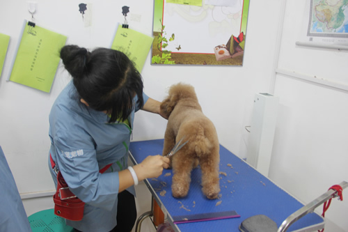 圣寵寵物美容學(xué)校26期學(xué)員寵物美容實(shí)操練習(xí)課程