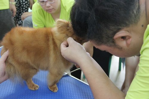 圣寵26期學(xué)員博美犬美容示范講解