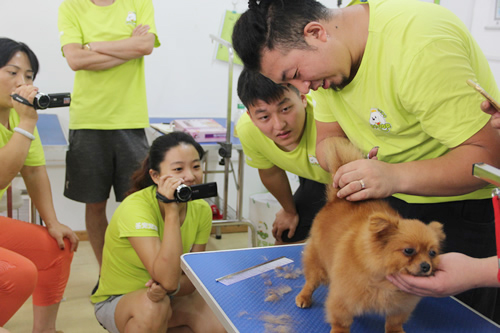 圣寵26期學(xué)員博美犬美容示范講解