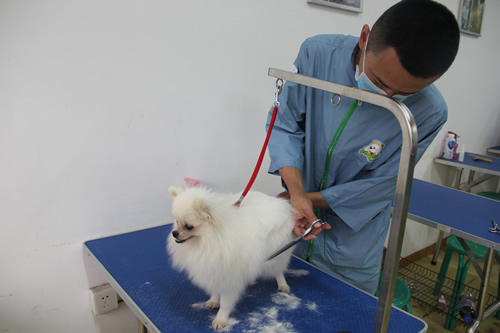 圣寵寵物美容學(xué)校26期博美犬修剪實(shí)操課