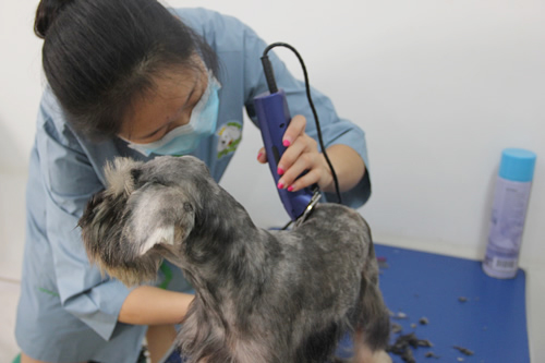 圣寵寵物26期雪納瑞犬美容實操練習(xí)課