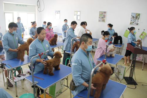 圣寵寵物美容學(xué)校26期班畢業(yè)實(shí)操考核