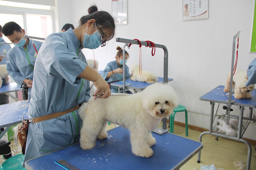 圣寵寵物27期比熊犬美容修剪實(shí)操練習(xí)