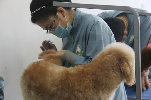 圣寵寵物美容學(xué)校27期:階段實(shí)操練習(xí)比賽