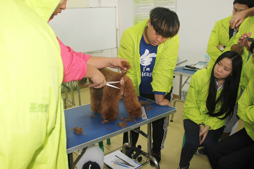 圣寵寵物28期貴賓犬運(yùn)動(dòng)裝修示范講解
