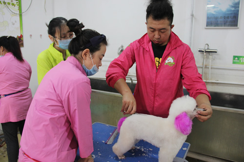 圣寵寵物美容學(xué)校28期學(xué)員混合實操練習(xí)