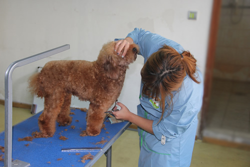 圣寵寵物29期班貴賓犬實(shí)操修剪練習(xí)