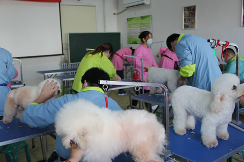 圣寵寵物美容學(xué)校28期班比熊犬實(shí)操修剪練習(xí)