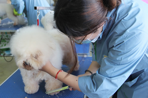 圣寵寵物美容學(xué)校28期班比熊犬實(shí)操修剪練習(xí)