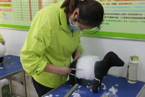 圣寵寵物美容學(xué)校30期:模特狗修剪練習(xí)