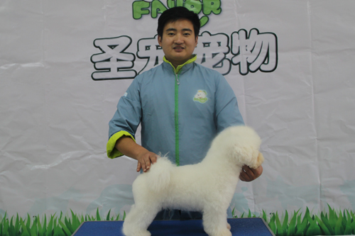 圣寵28期學員第二次比熊犬實操練習