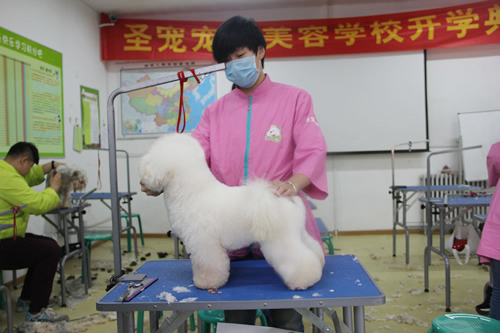 圣寵28期學員第二次比熊犬實操練習